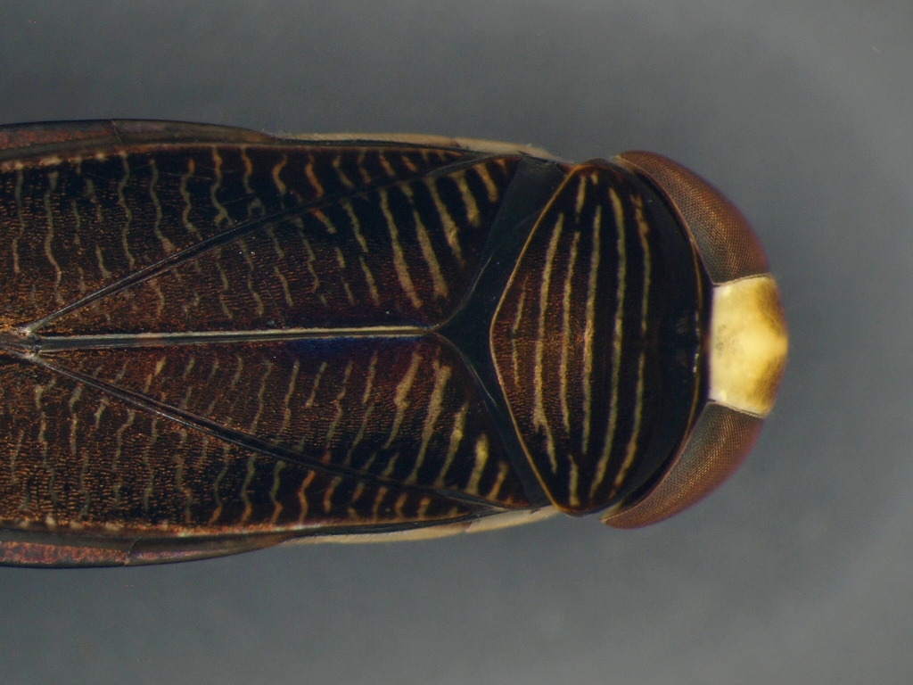 Hesperocorixa linnaei